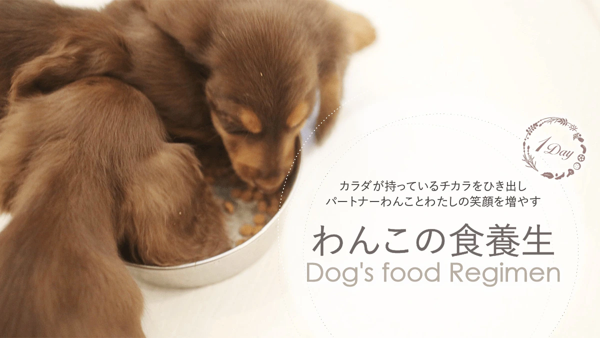 6ヶ月からはじめるわんこの食養生