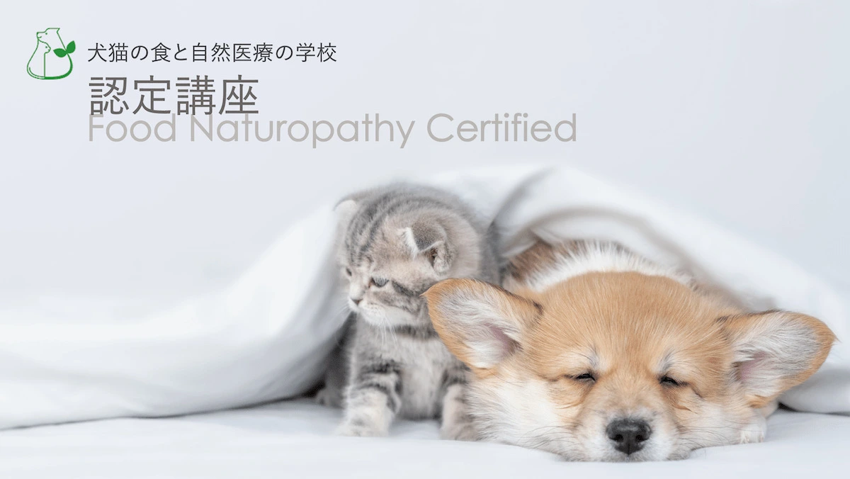 犬猫の食と自然医療の学校認定講座