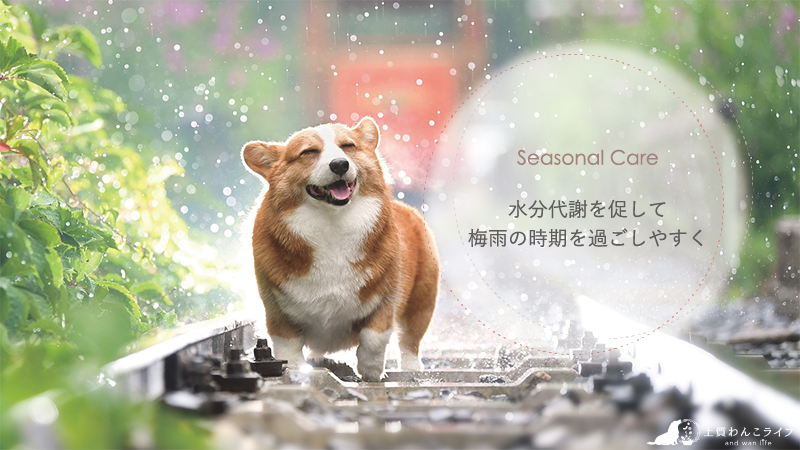 seasonal care：梅雨の時期を過ごしやすく