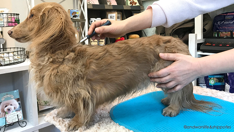 《しっぽ祭 出展者紹介》動物のお医者さん　刺さない鍼